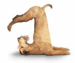 La Cordée aime le yoga. Et vous, aimez-vous le yoga ? La Cordée aime le yoga. Et vous, aimez-vous le yoga ?